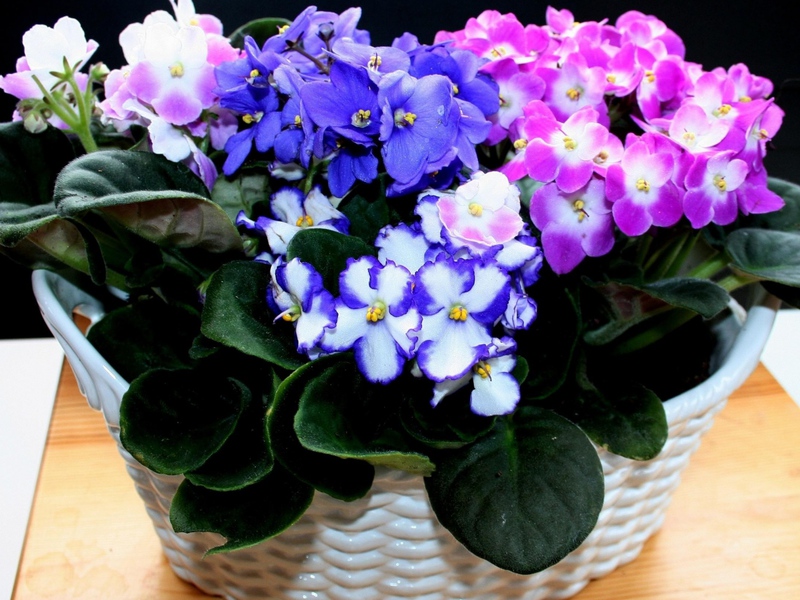 Что собой представляет фиалка Хемалис Характеристика комнатной фиалки Хемалис