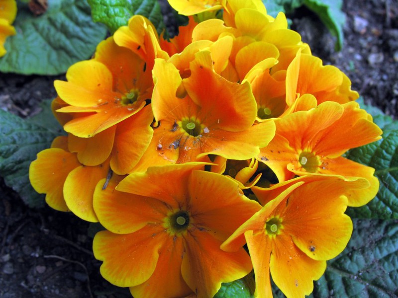 Какого цвета фиалка Гелиос Окраска цветков фиалки Гелиос