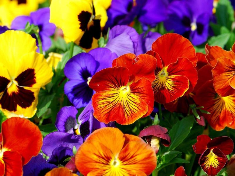 Как выглядят комнатные фиалки Фламенко Характерное описание фиалок Фламенко