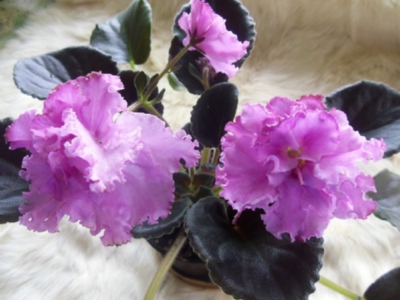 Какие внешние особенности имеют цветки фиалок Юпитер Описание внешнего вида фиалок Юпитер